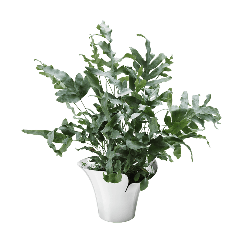 Bloom - Botanica Pot Medium