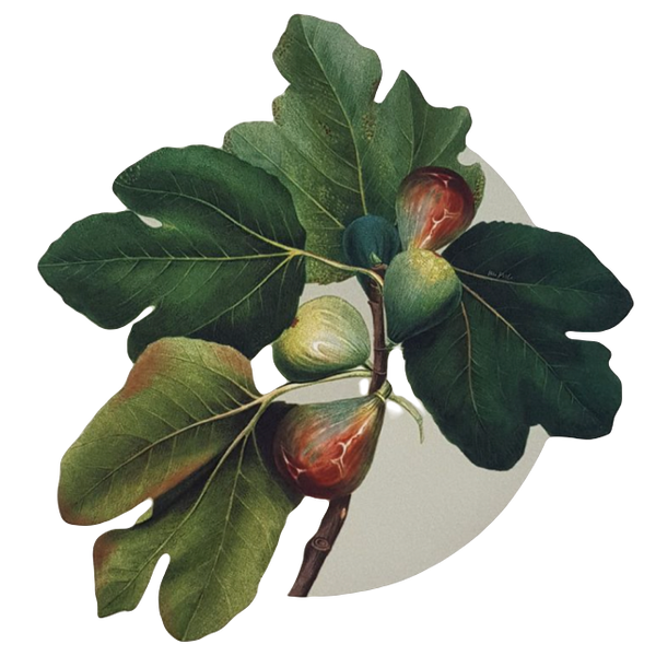 Figs - Placemats (Set of 2)