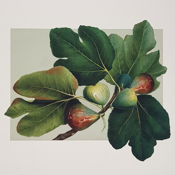 Figs - Rectangular Placemats (Set of 2)